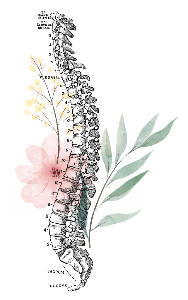 Planche anatomique - colonne vertébrale