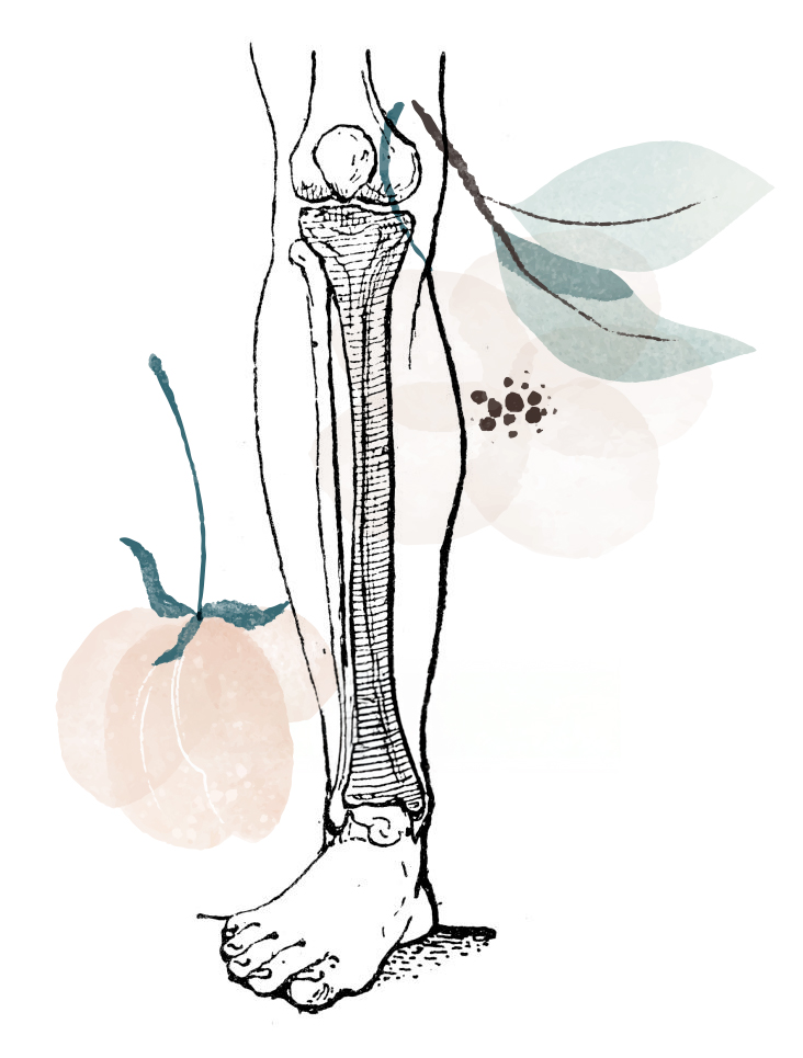 Planche anatomique - jambe