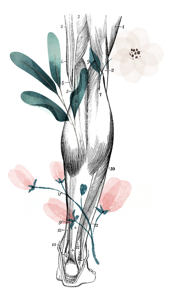 Planche anatomique - jambe vue de derrière