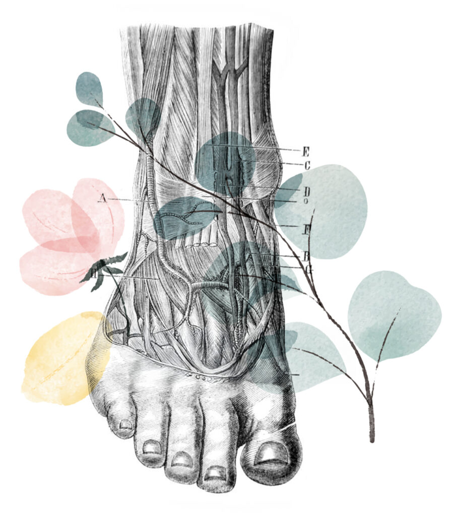 Planche anatomique - pied