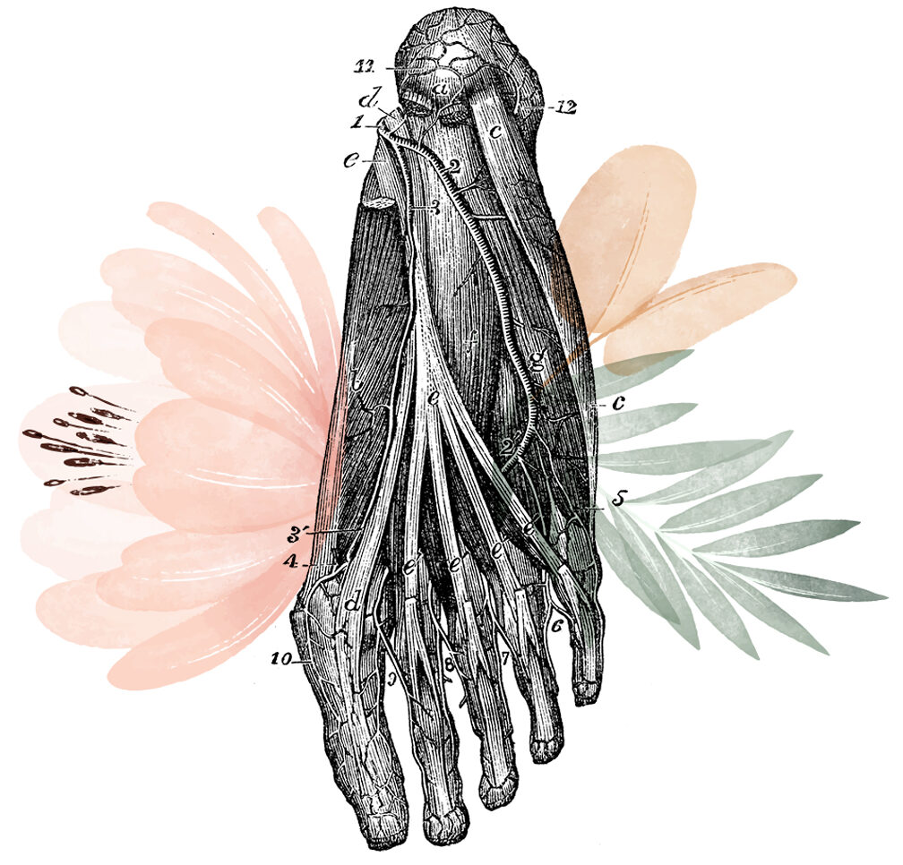 Planche anatomique - Pied