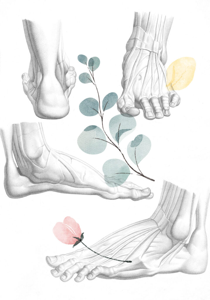 Planche anatomique - pieds sous divers angles